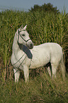 arabian horse