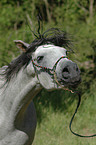 arabian horse portrait