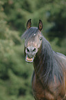 arabian horse portrait