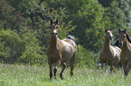 trotting arabian horses