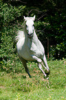 galloping arabian horse