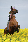 woman rides arabian horse