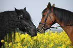 Friesian horse and arabian horse