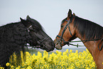 Friesian horse and arabian horse