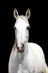 arabian horse portrait