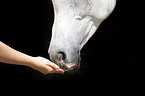 arabian horse mouth