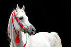 arabian horse portrait