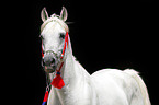 arabian horse portrait