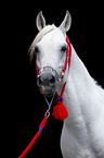 arabian horse portrait