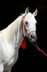 arabian horse portrait