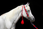 arabian horse portrait