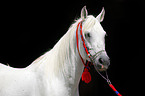 arabian horse portrait