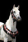 arabian horse portrait