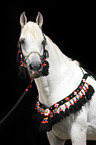 arabian horse portrait