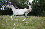 galloping arabian horse