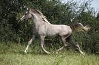 trotting arabian horse