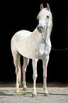 arabian horse