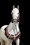 arabian horse portrait