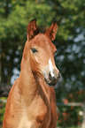 arabian horse foal