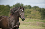 arabian horse portrait