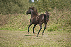 galloping arabian horse