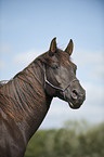 arabian horse portrait