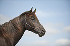 arabian horse portrait