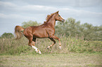 galloping arabian horse