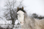 Arabian Horse Portrait