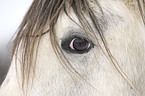 horse eye