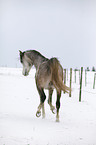 running arabian horse