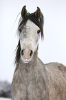 Arabian Horse Portrait