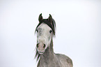 Arabian Horse Portrait