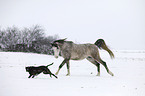 arabian Horse and boxer