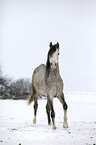 arabian horse