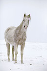 arabian horse