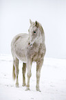 arabian horse