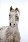 Arabian Horse Portrait