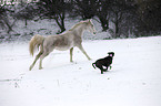 arabian Horse and boxer