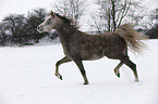 running arabian horse