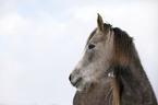 Arabian Horse Portrait