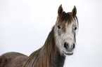 Arabian Horse Portrait