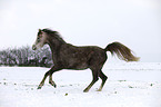 running arabian horse