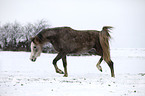 running arabian horse