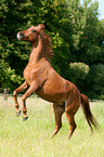 rising arabian horse