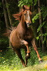 galloping arabian horse