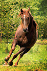 arabian horse