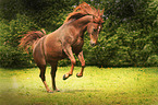 bucking arabian horse