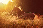 trotting arabian horse