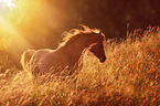 galloping arabian horse